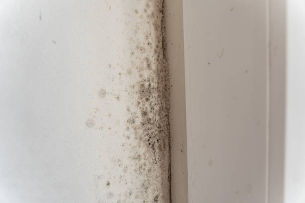 Best Water Damage & Mold Remediation  in Abilene, TX