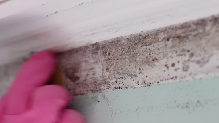 Best Commercial Mold Inspection  in Abilene, TX